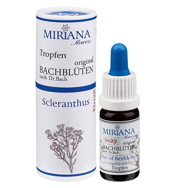 29 Star of Bethlehem 10ml Stockb- MF-