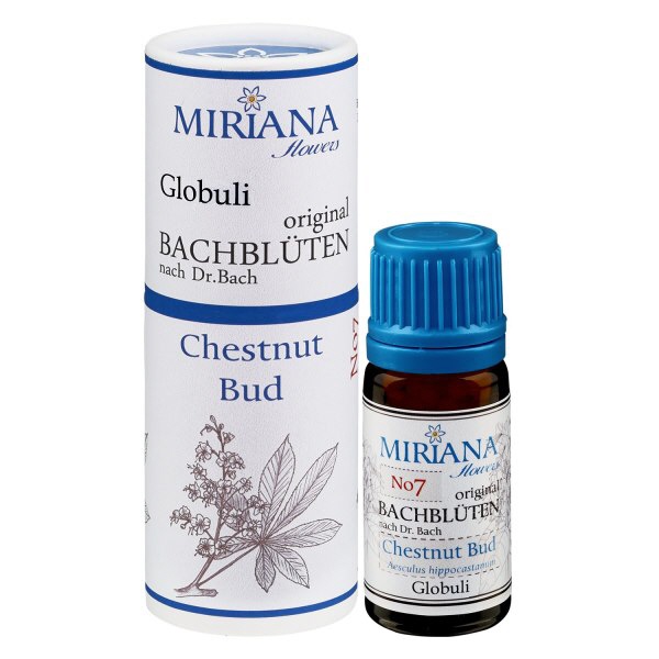 7 Chestnut Bud 10g Bach-Globuli MF-